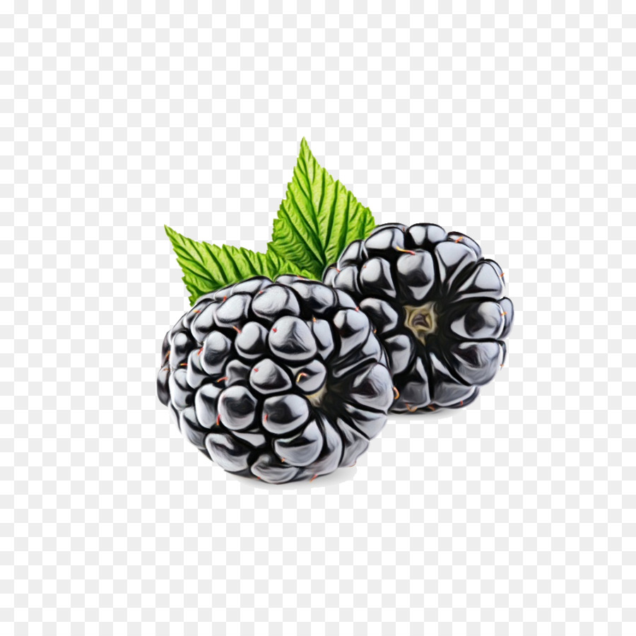 Fruit，Usine PNG