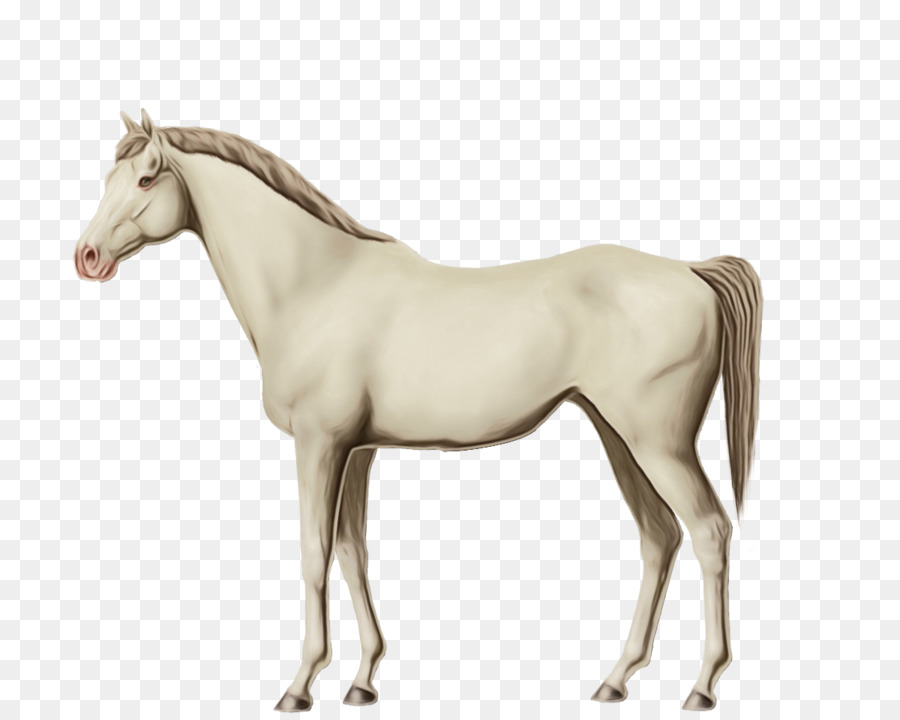 Cheval，Équin PNG