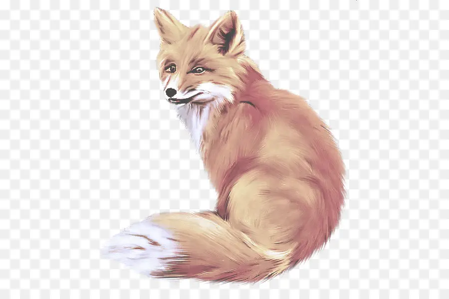 Fox，Renard Rouge PNG