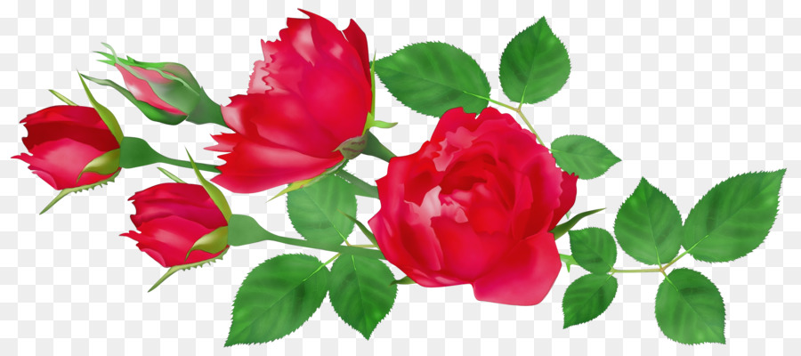 Roses，Rose PNG