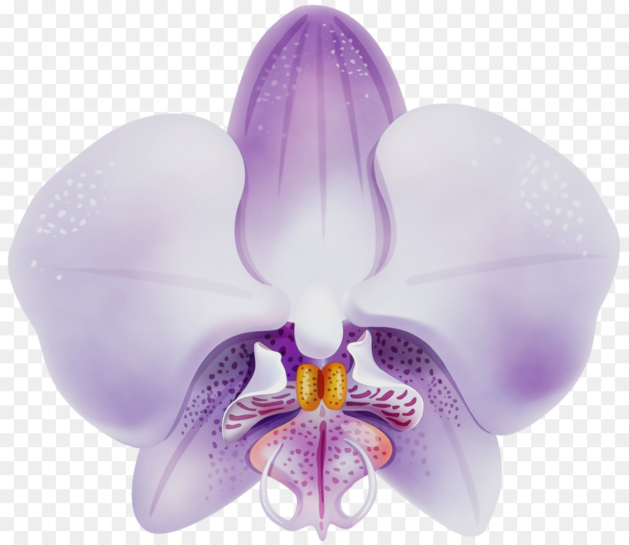 Orchidée，Violet PNG