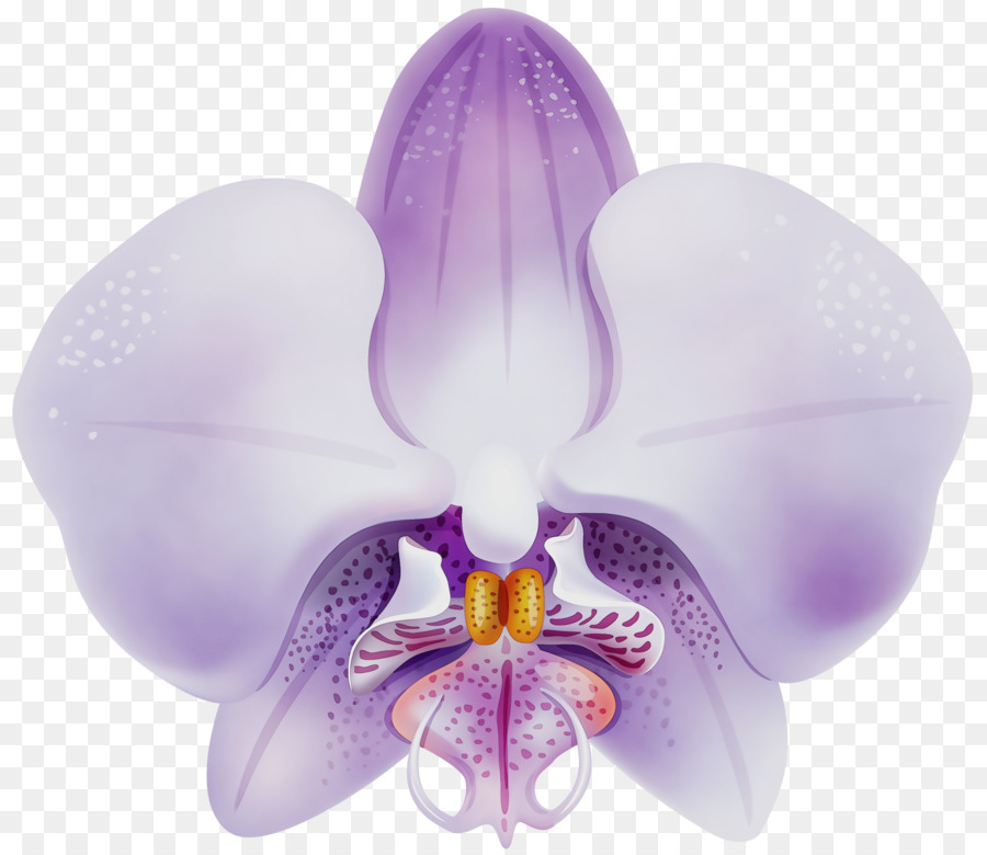 Orchidée Violette，Violet PNG