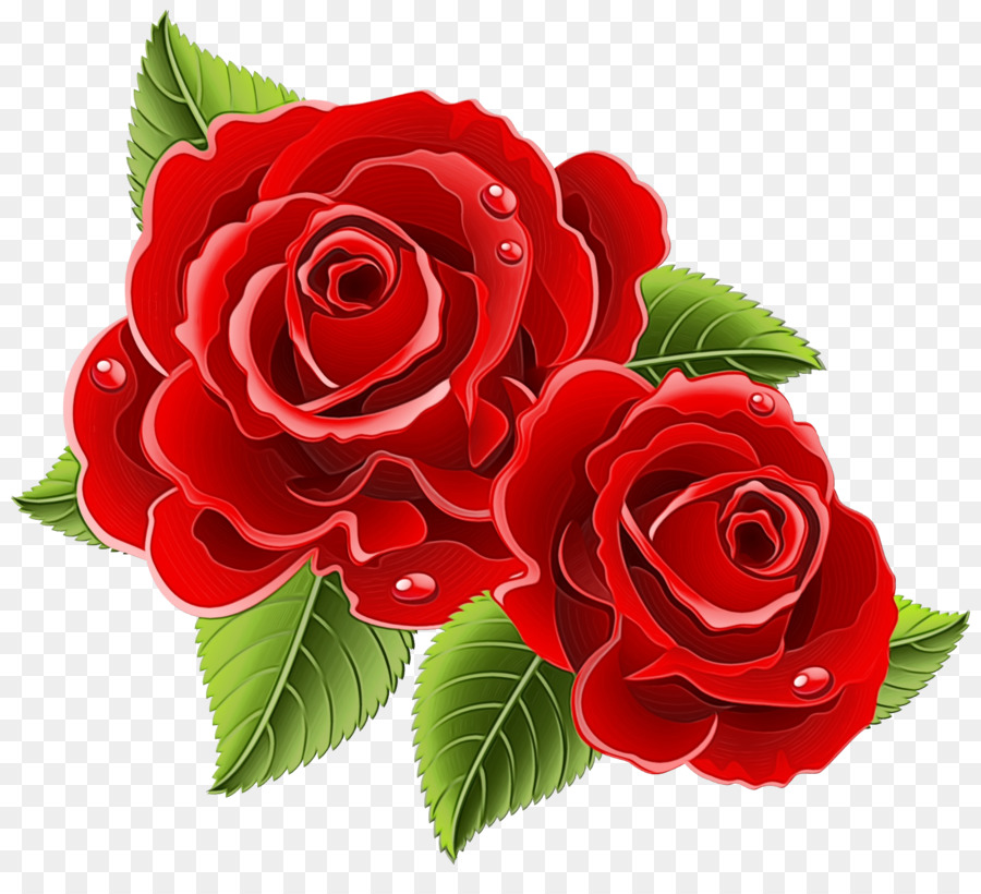 Roses，Floraison PNG