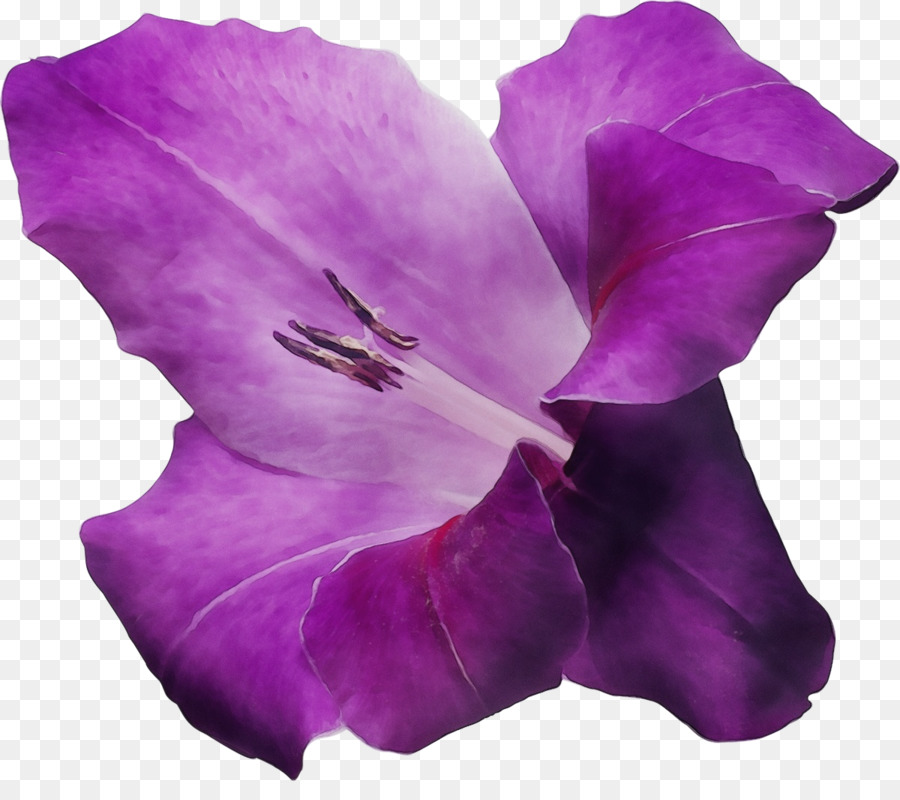 Fleur Violette，Fleurir PNG