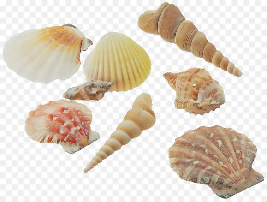 Shell，Coquilles PNG