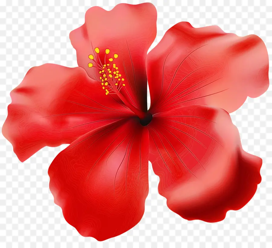 Hibiscus，Plante à Fleurs PNG