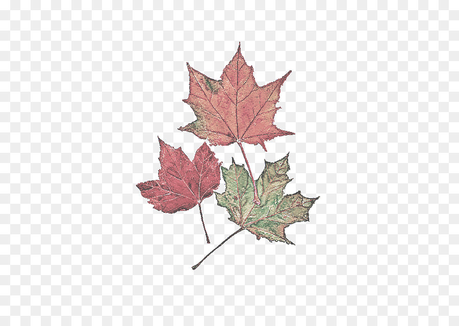 Feuille D'érable Rouge，Automne PNG