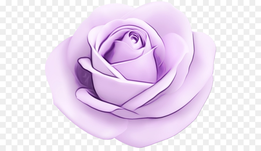 Rose Pourpre，Fleurir PNG