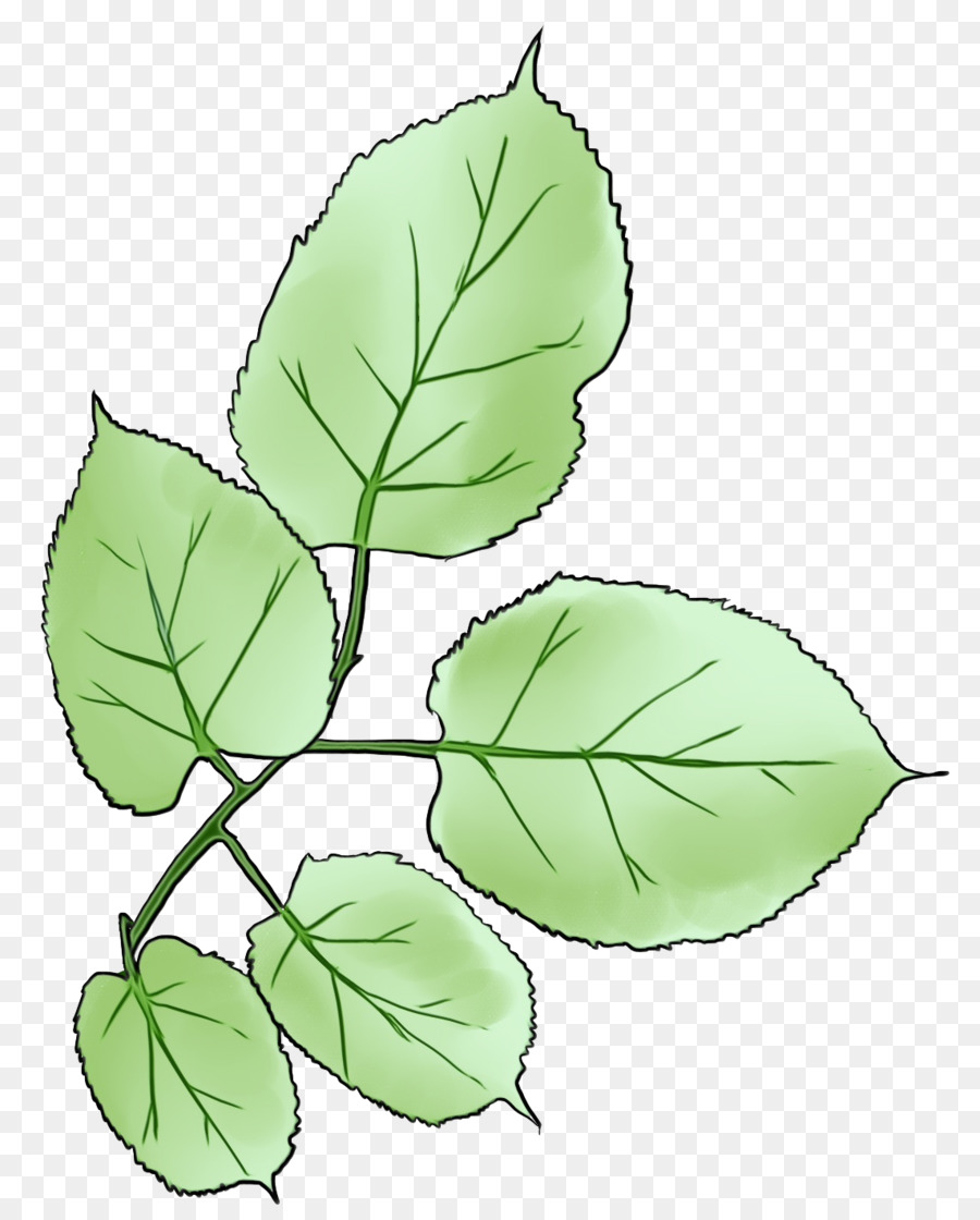 Feuille Verte，Nature PNG