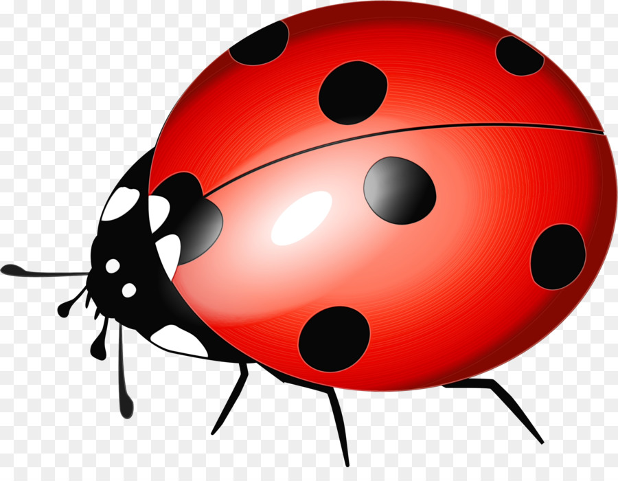 Coccinelle，Insecte PNG