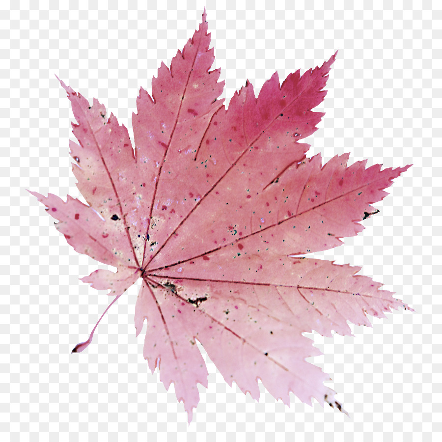 Feuille，Arbre PNG