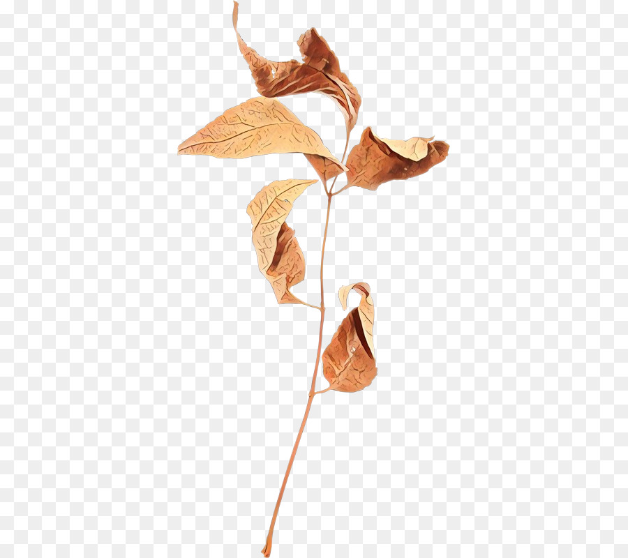 Feuilles Séchées，Feuilles PNG