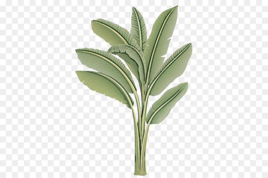 Plante Verte，Feuilles PNG