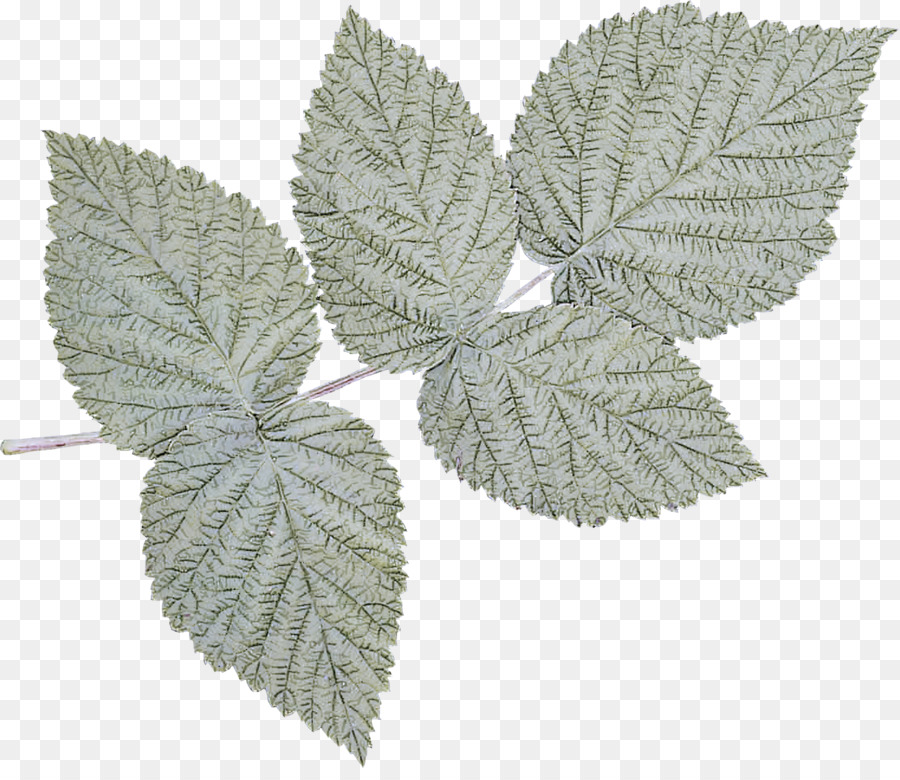 Plante Verte，Feuilles PNG