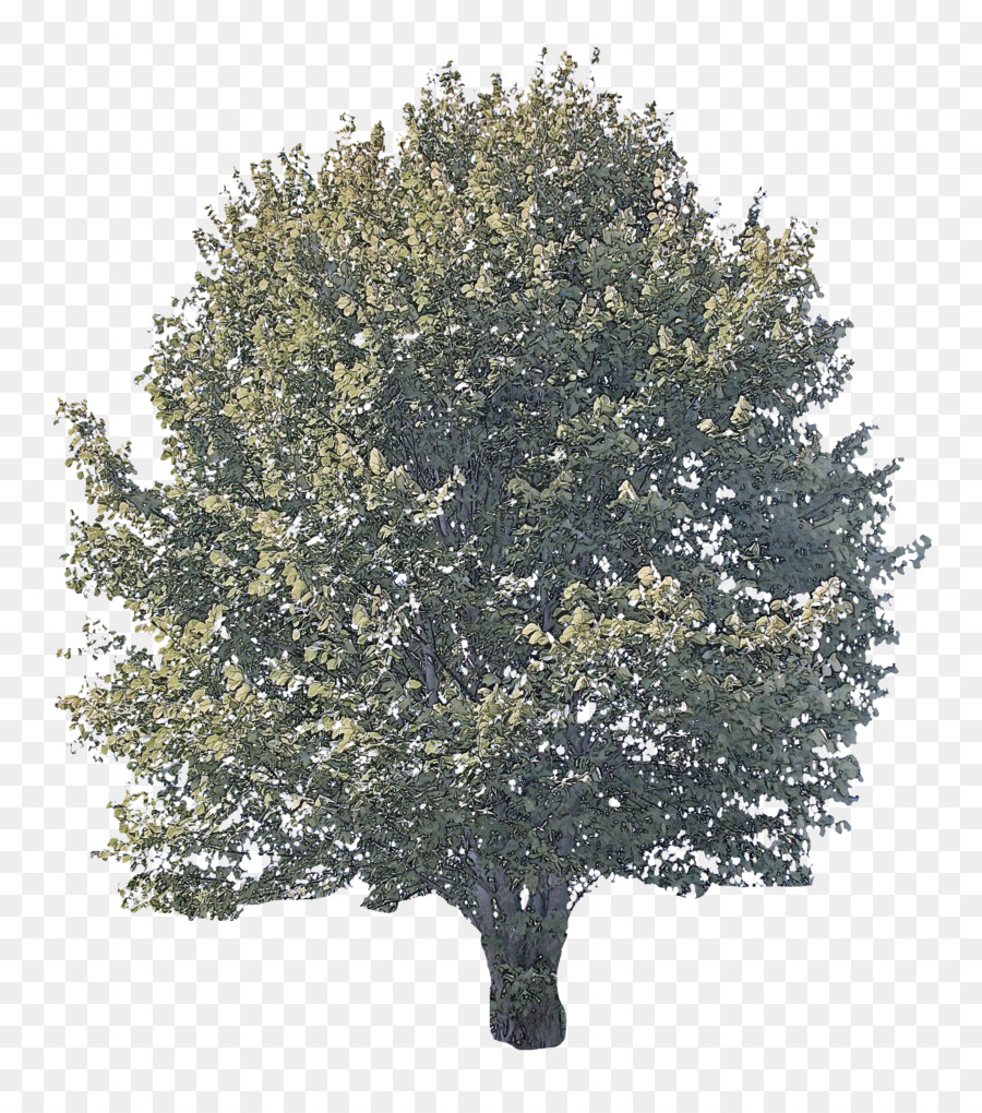 Arbre，Usine PNG