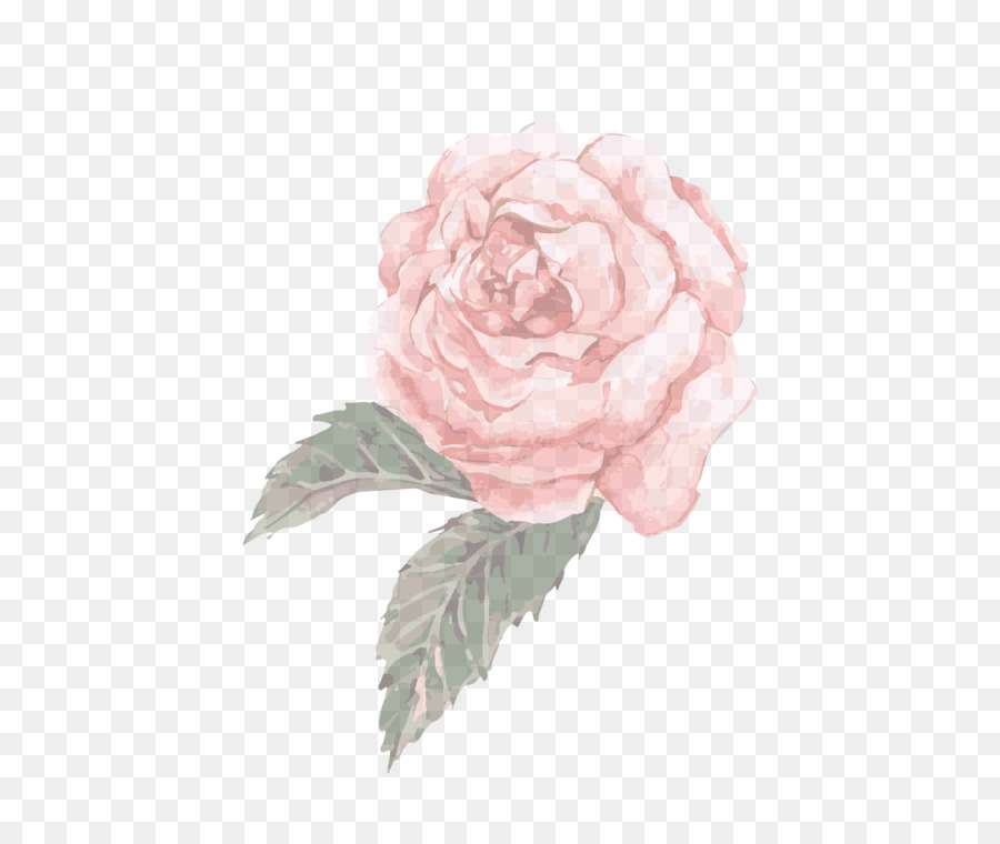 Rose Rose，Feuilles Vertes PNG