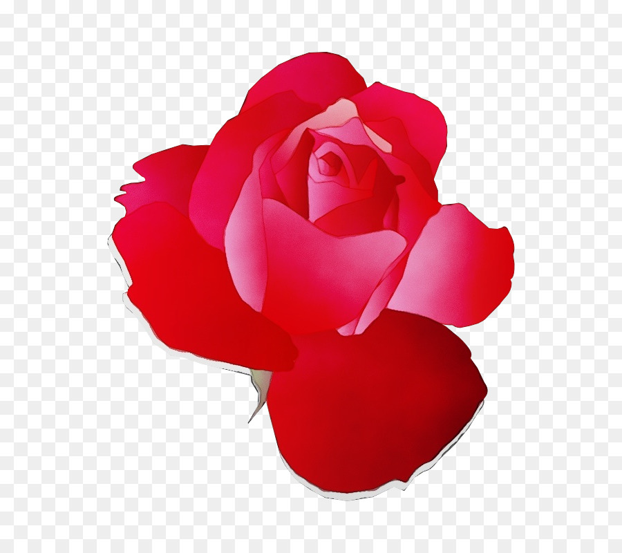 Roses Violettes，Floraison PNG