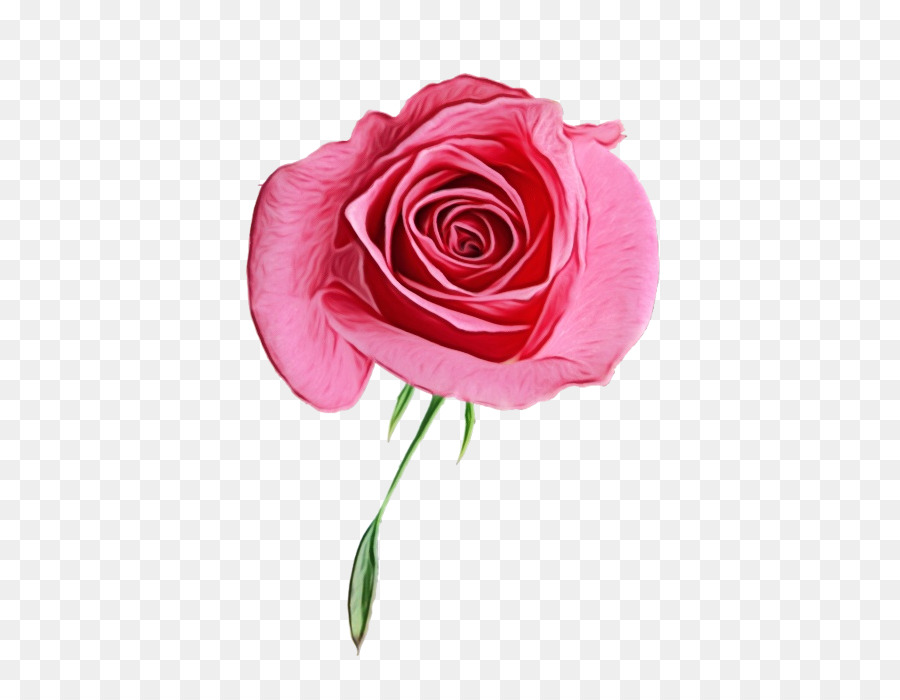 Rose Rose，Floraison PNG