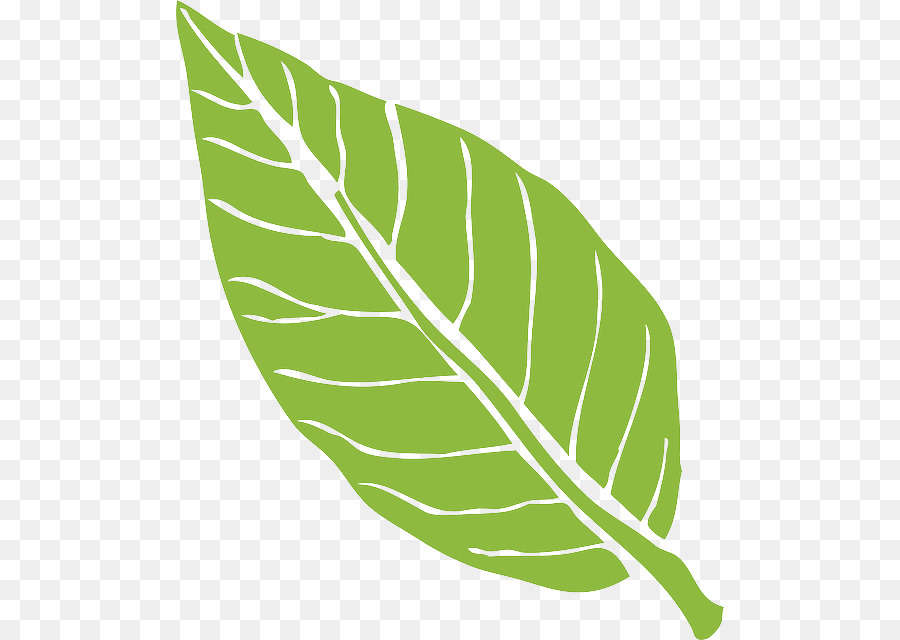 Feuille Verte，Usine PNG