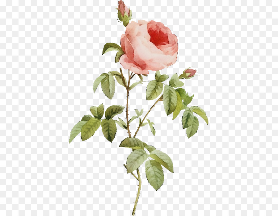 Rose Rose，Floraison PNG