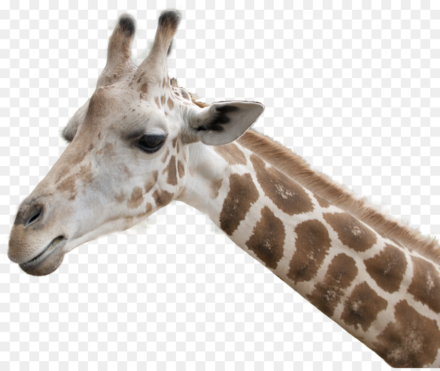 Girafe，Pour Les Animaux Terrestres PNG