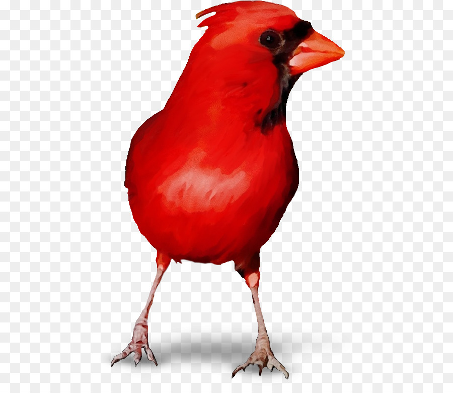 Cardinal，Rouge PNG