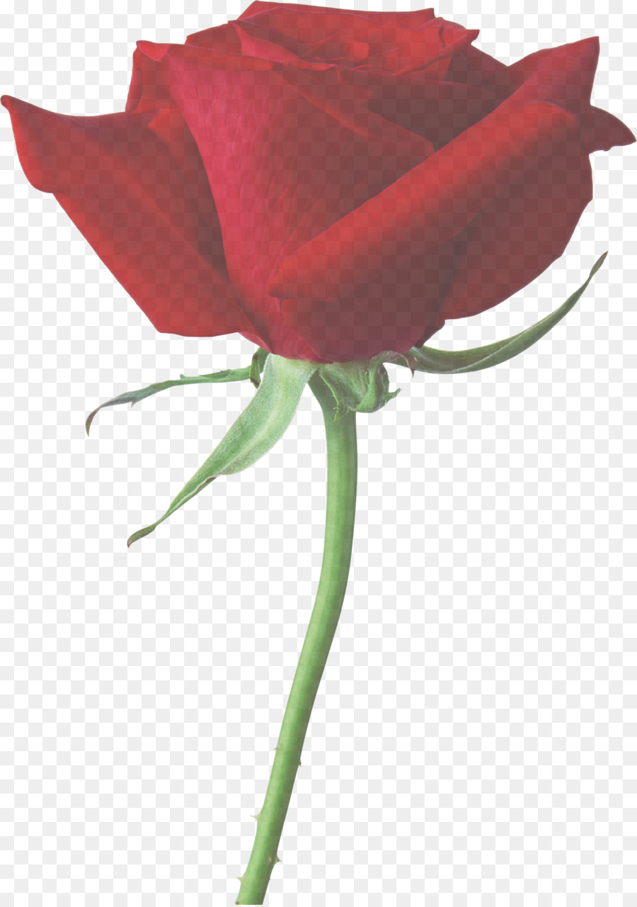 Rose，Rouge PNG