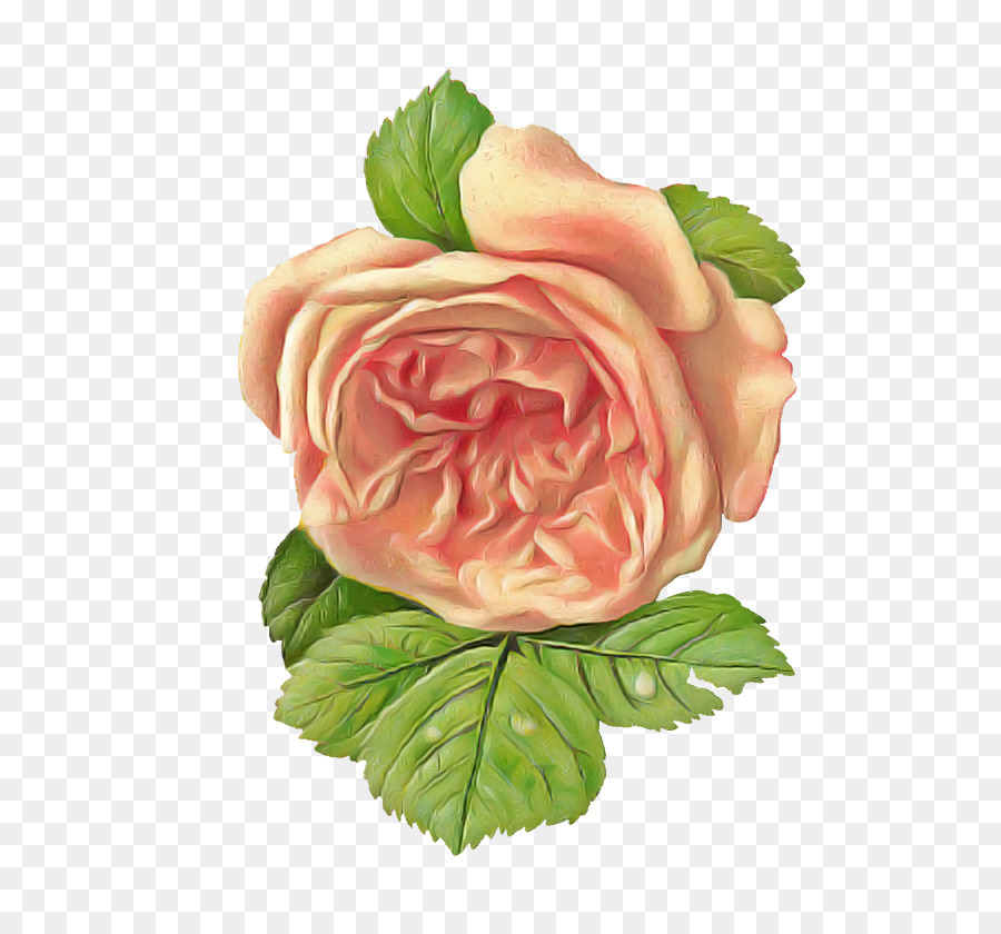 Fleur，Roses De Jardin PNG