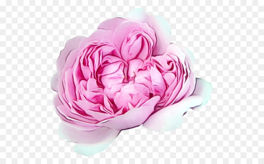 Fleur Rose，Fleurir PNG