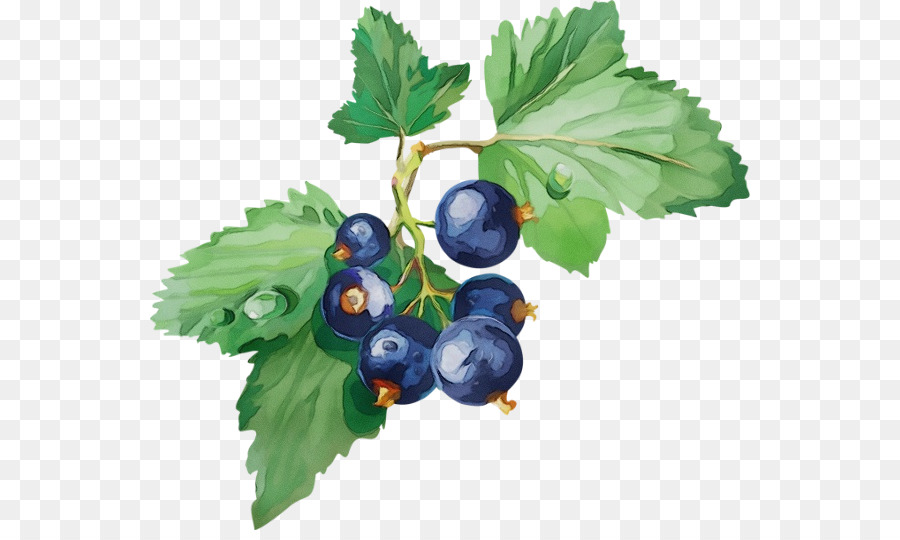 Berry，Plante PNG