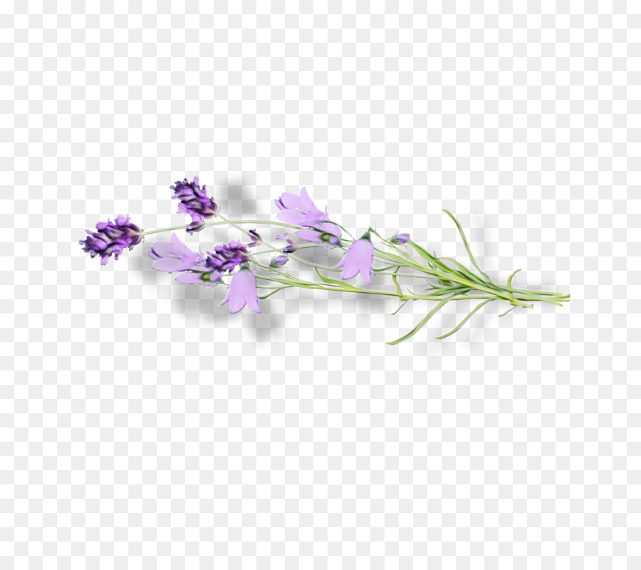 Lavande，Violet PNG