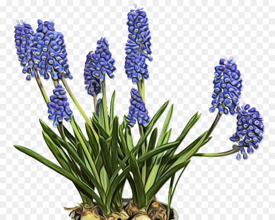 Fleur，Plante à Fleurs PNG