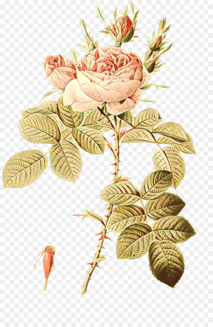 Oeillet Rose，Tige PNG