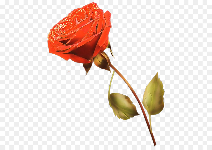 Rose，Rouge PNG