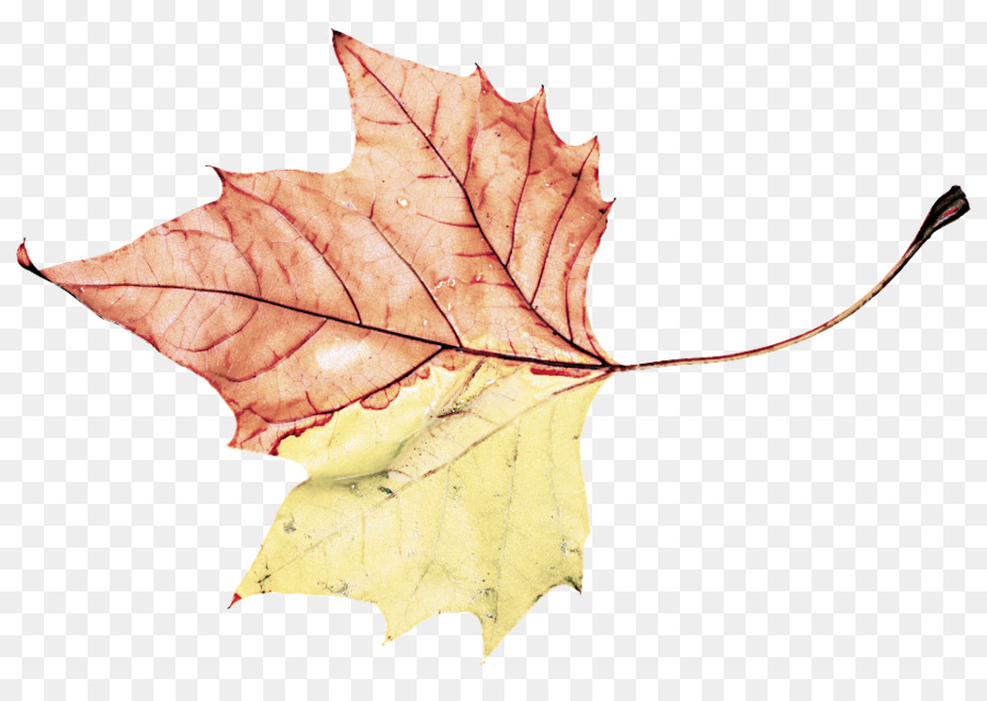 Feuilles D'automne，Automne PNG