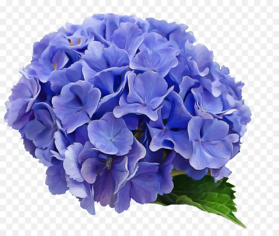 Hortensia Violet，Fleurir PNG