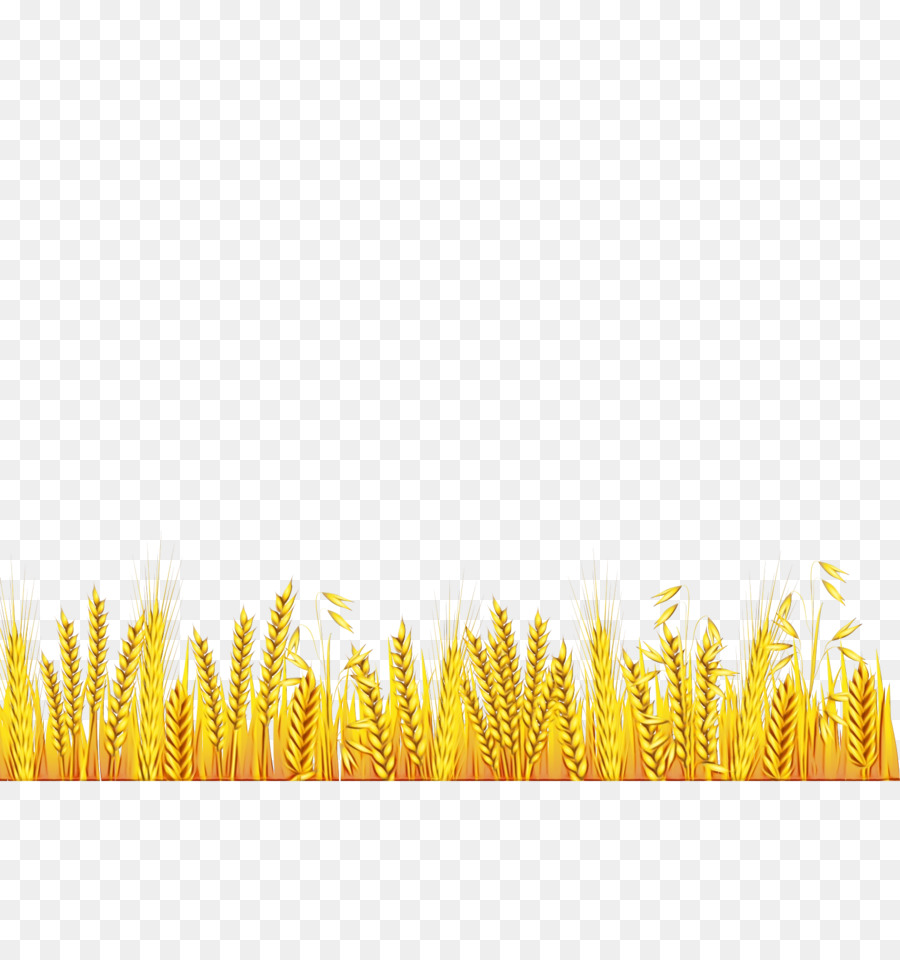 Blé，Grain PNG