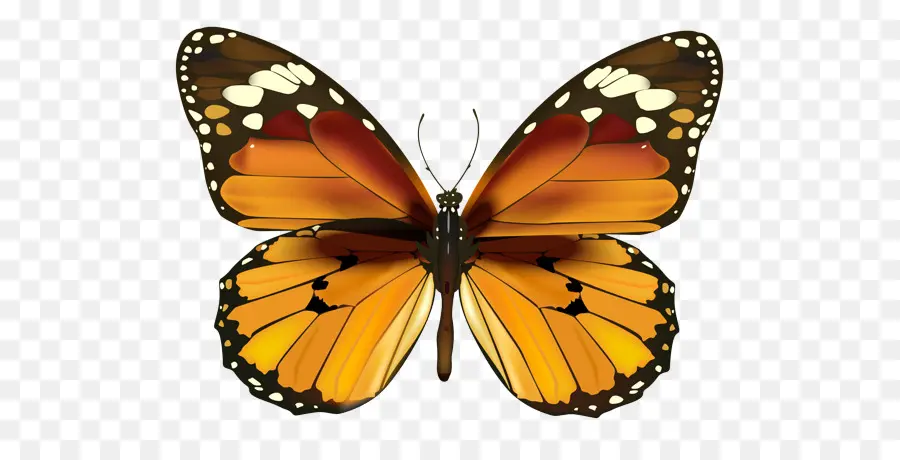 Papillons Et Papillons，Papillon PNG