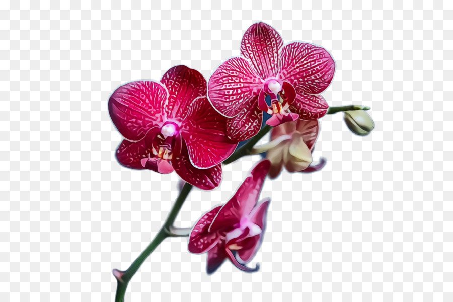 Orchidée Rose，Fleurir PNG