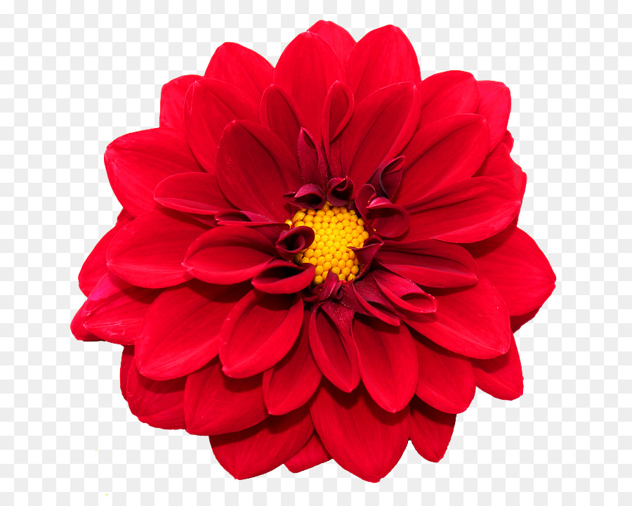 Fleur，Floraison PNG