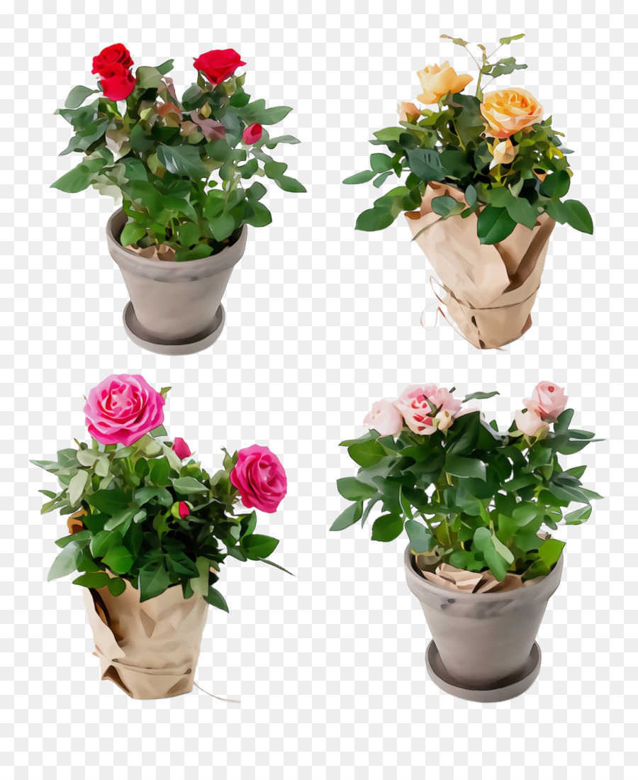 Fleur，Plante à Fleurs PNG