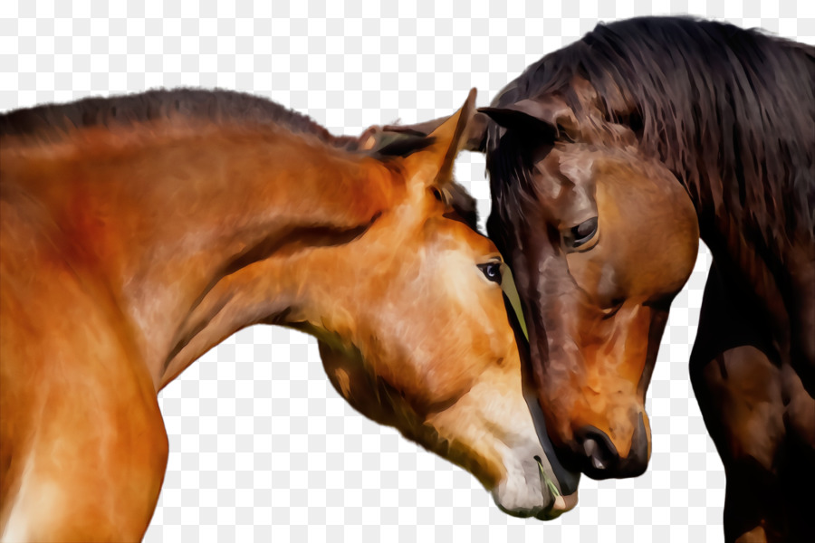 Cheval，L'oseille PNG