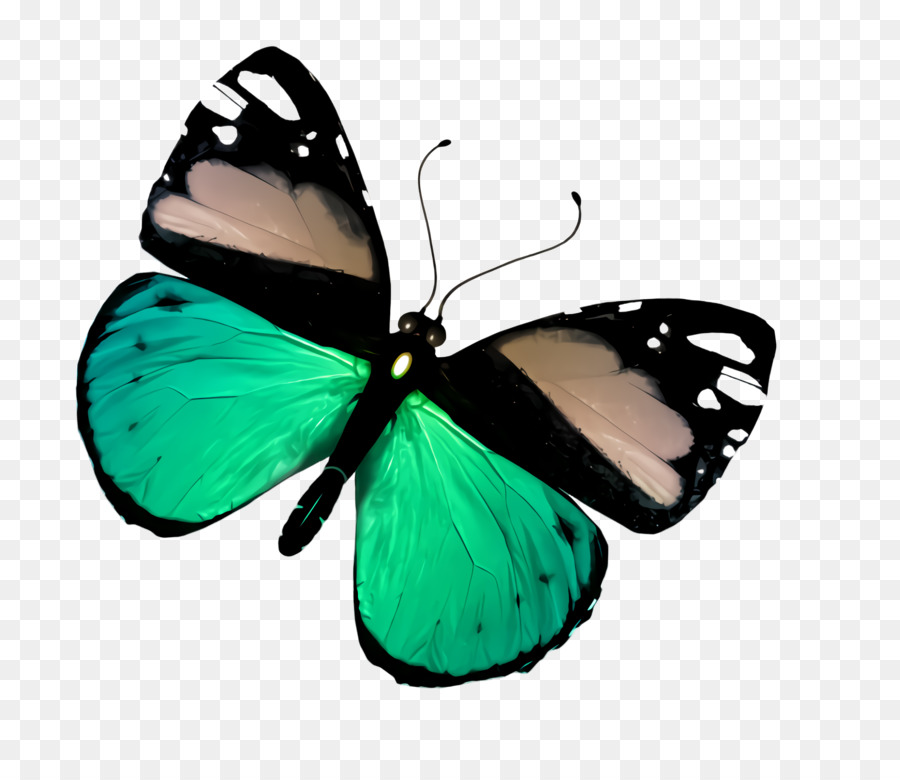 Papillons Et Papillons，Papillon PNG