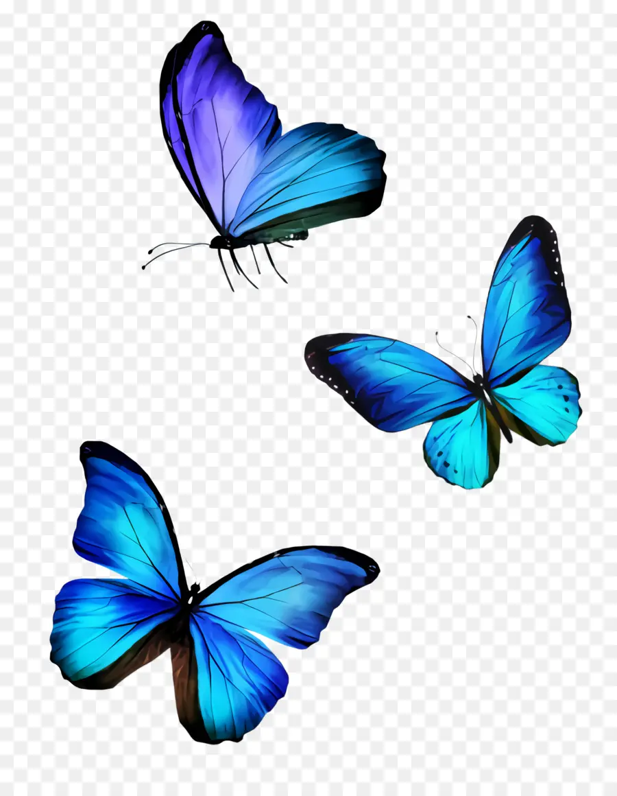 Papillon，Les Insectes PNG