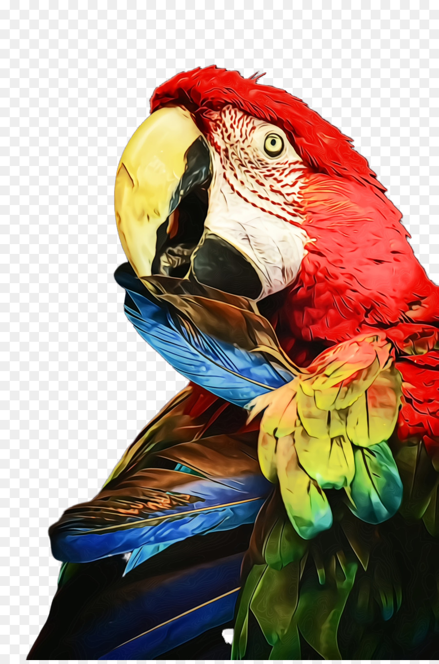 Oiseau，Ara PNG