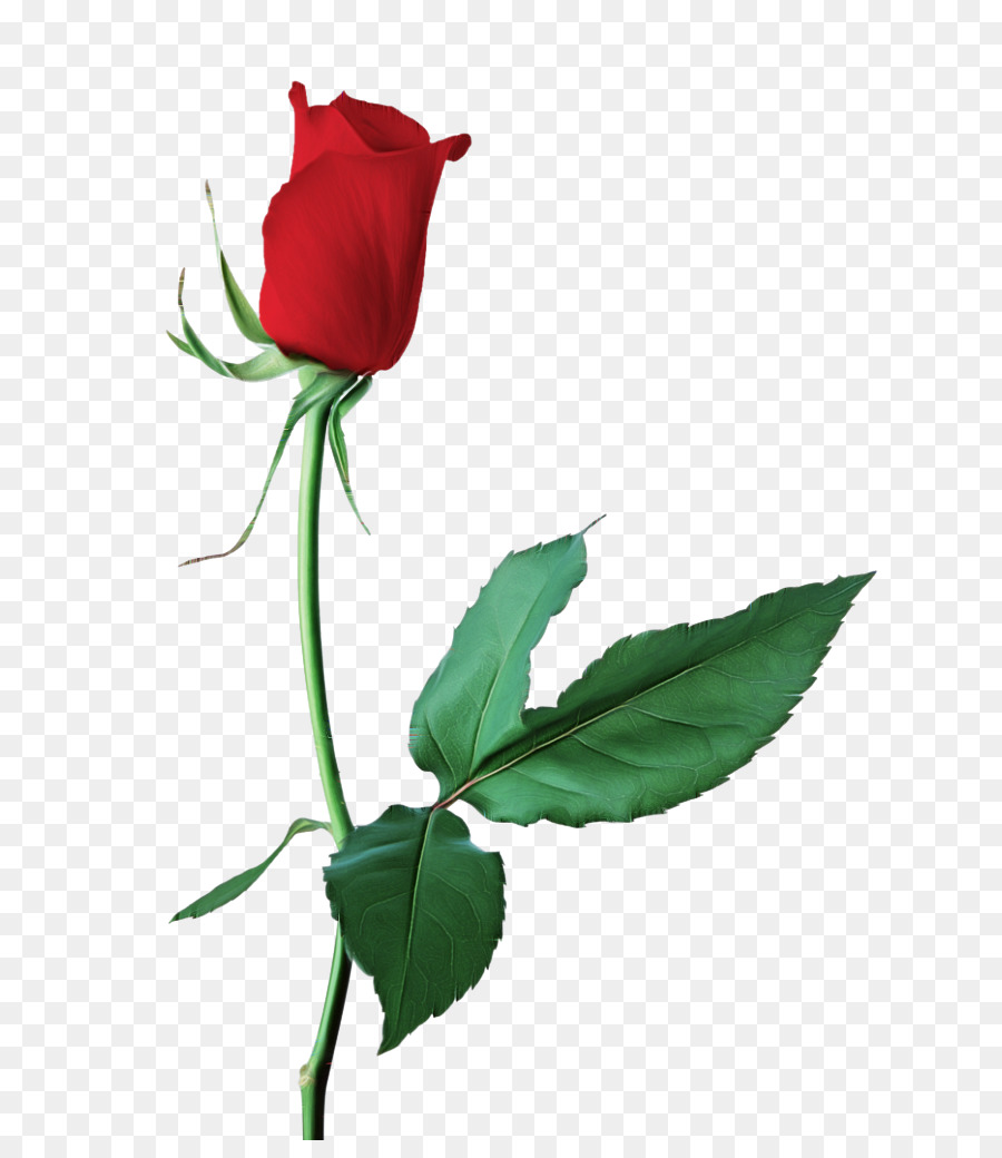 Rose，Rouge PNG