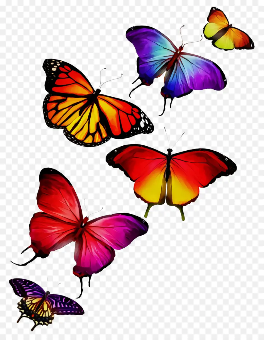 Papillons Et Papillons，Papillon PNG