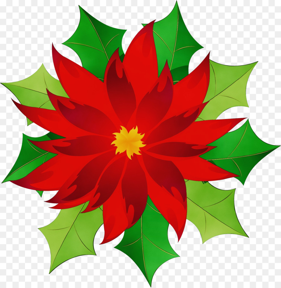 Poinsettia，Rouge PNG