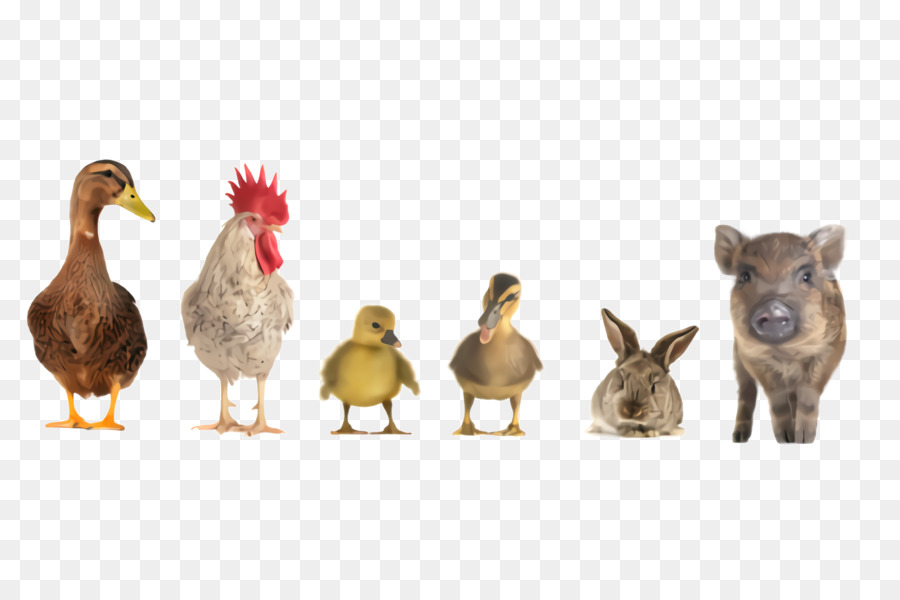 Animaux De La Ferme，Canard PNG