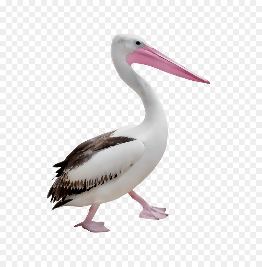 Oiseau，Pélican PNG